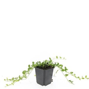 Vinca minor 'Gertrude Jekyll' geen maat specificatie 0,55L/P9cm - afbeelding 8