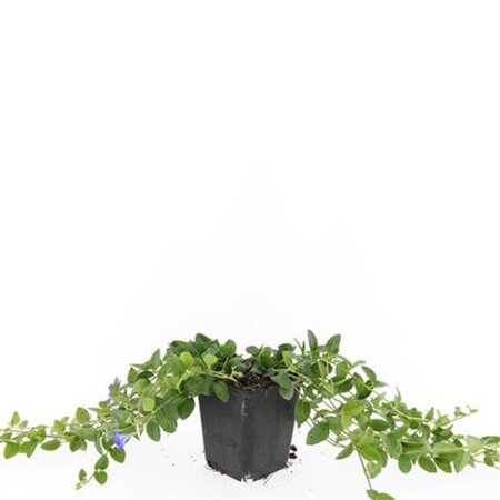 Vinca minor 'La Grave' geen maat specificatie 0,55L/P9cm - afbeelding 1