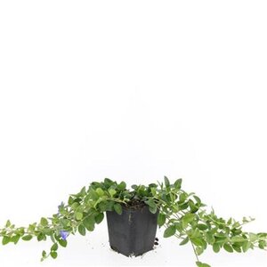 Vinca minor 'La Grave' geen maat specificatie 0,55L/P9cm