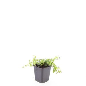 Vinca minor 'La Grave' geen maat specificatie 0,55L/P9cm - afbeelding 5