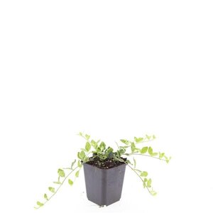 Vinca minor 'Ralph Shugert' geen maat specificatie 0,55L/P9cm - afbeelding 3