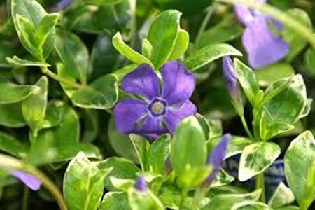 Vinca minor 'Ralph Shugert' geen maat specificatie 0,55L/P9cm - afbeelding 2