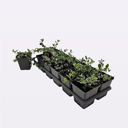 Vinca minor 'Ralph Shugert' geen maat specificatie 0,55L/P9cm - afbeelding 1