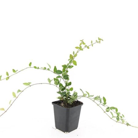 Vinca minor 'Ralph Shugert' geen maat specificatie 0,55L/P9cm - afbeelding 5