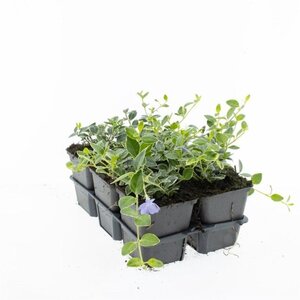 Vinca minor 'Ralph Shugert' geen maat specificatie 0,55L/P9cm - afbeelding 3