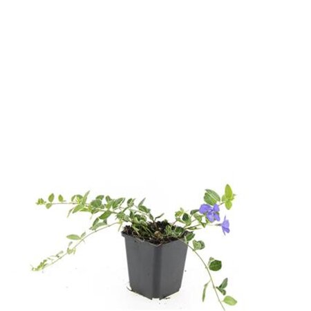 Vinca minor 'Ralph Shugert' geen maat specificatie 0,55L/P9cm - afbeelding 6