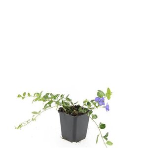 Vinca minor 'Ralph Shugert' geen maat specificatie 0,55L/P9cm - afbeelding 6