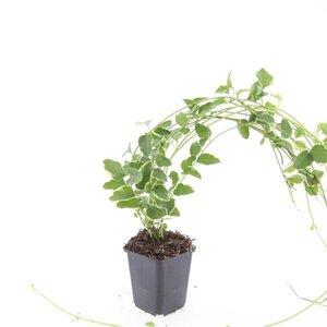 Vinca major 'Variegata' geen maat specificatie 0,55L/P9cm - afbeelding 3