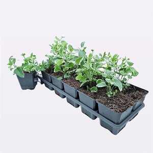 Vinca major 'Variegata' geen maat specificatie 0,55L/P9cm - afbeelding 2