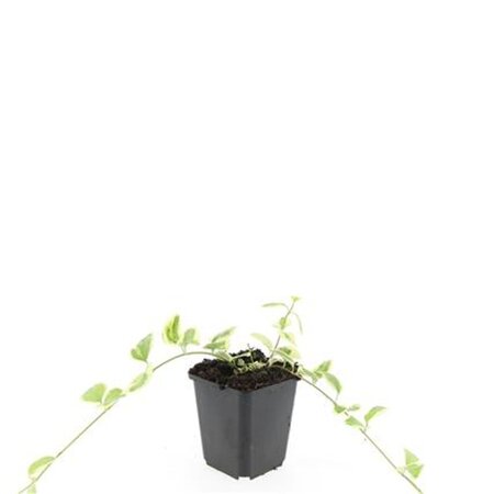Vinca major 'Variegata' geen maat specificatie 0,55L/P9cm - afbeelding 4
