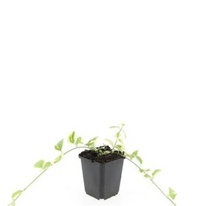 Vinca major 'Variegata' geen maat specificatie 0,55L/P9cm - afbeelding 4