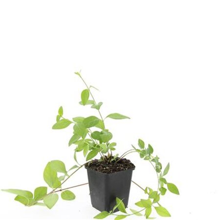 Vinca major 'Alba' geen maat specificatie 0,55L/P9cm - afbeelding 2