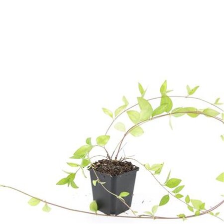 Vinca major 'Alba' geen maat specificatie 0,55L/P9cm - afbeelding 3