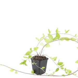 Vinca major 'Alba' geen maat specificatie 0,55L/P9cm - afbeelding 3