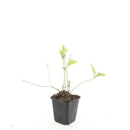 Vinca major 'Alba' geen maat specificatie 0,55L/P9cm - afbeelding 4