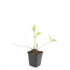 Vinca major 'Alba' geen maat specificatie 0,55L/P9cm - afbeelding 4