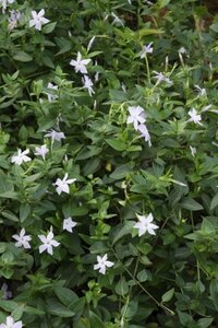Vinca major 'Alba' geen maat specificatie 0,55L/P9cm