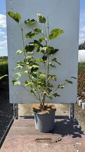 Viburnum opulus 'Compactum' 50-60 cm cont. 3,0L