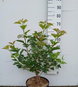 Viburnum opulus 'Compactum' 60-80 cm cont. 10L