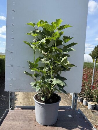 Viburnum opulus 'Nanum' 25-30 cm cont. 3,0L