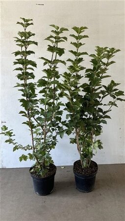 Viburnum opulus 100-125 cm cont. 7,5L - afbeelding 5
