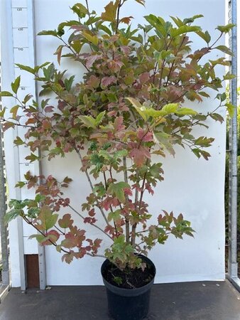 Viburnum opulus 100-125 cm cont. 7,5L - afbeelding 4