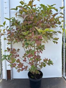 Viburnum opulus 100-125 cm cont. 7,5L - afbeelding 4