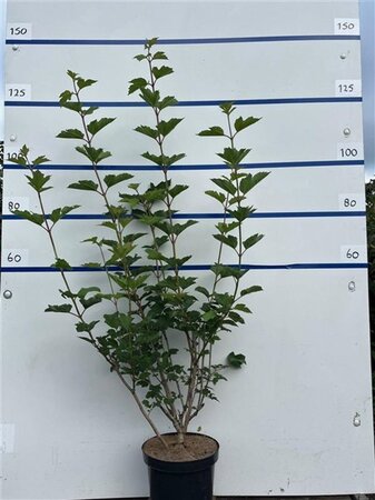 Viburnum opulus 100-125 cm cont. 7,5L - afbeelding 5