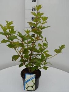 Viburnum opulus 'Roseum' 40-50 cm cont. 3,0L - afbeelding 2