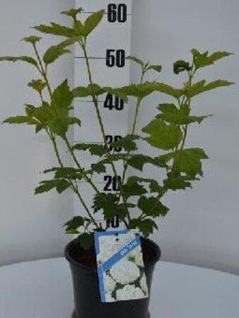 Viburnum opulus 'Roseum' 40-50 cm cont. 3,0L - afbeelding 3