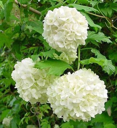 Viburnum opulus 'Roseum' 40-50 cm cont. 3,0L - afbeelding 2