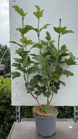 Viburnum opulus 'Roseum' 40-50 cm cont. 3,0L