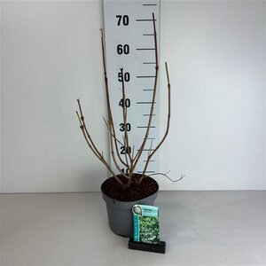 Viburnum opulus 'Roseum' 50-60 cm cont. 3,5L