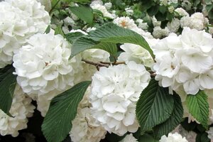 Viburnum opulus 'Roseum' 60-80 cm cont. 3,0L