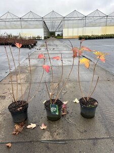 Viburnum opulus 'Roseum' 60-80 cm cont. 3,0L - afbeelding 8