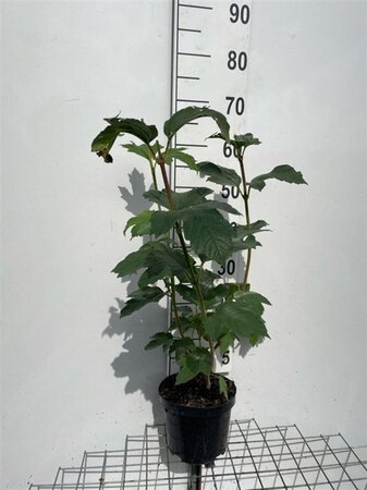 Viburnum opulus 'Roseum' 60-80 cm cont. 3,0L - afbeelding 6