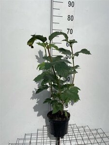 Viburnum opulus 'Roseum' 60-80 cm cont. 3,0L - afbeelding 6