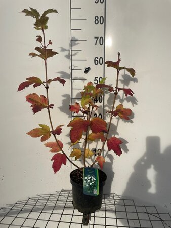 Viburnum opulus 'Roseum' 60-80 cm cont. 3,0L - afbeelding 7