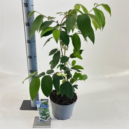 Viburnum plic. Kilimandjaro 30-40 cm cont. 3,0L