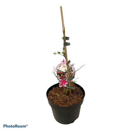 Viburnum plic. Kilimandjaro Sunrise 40-50 cm cont. 3,0L - afbeelding 2