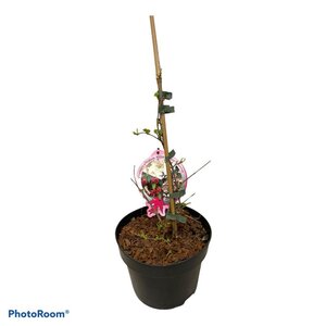 Viburnum plic. Kilimandjaro Sunrise 40-50 cm cont. 3,0L - afbeelding 2