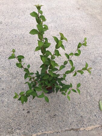 Viburnum plic. Kilimandjaro Sunrise 40-50 cm cont. 3,0L - afbeelding 1