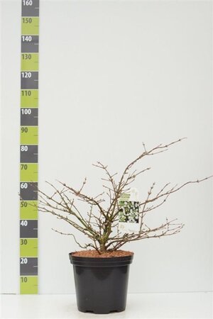 Viburnum plic. 'Mariesii' 60-80 cm cont. 12L - afbeelding 2