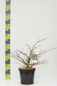 Viburnum plic. 'Mariesii' 60-80 cm cont. 12L - afbeelding 2