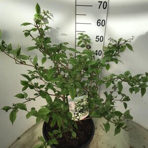 Viburnum plic. 'Mariesii' 60-80 cm cont. 12L - afbeelding 5