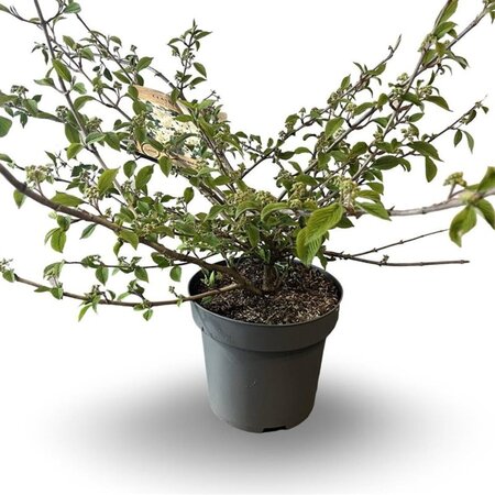 Viburnum plic. 'Mariesii' 60-80 cm cont. 12L - image 1