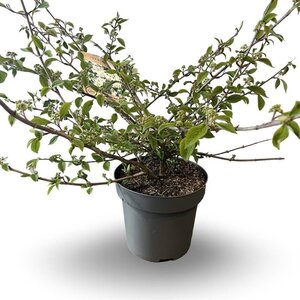 Viburnum plic. 'Mariesii' 60-80 cm cont. 12L