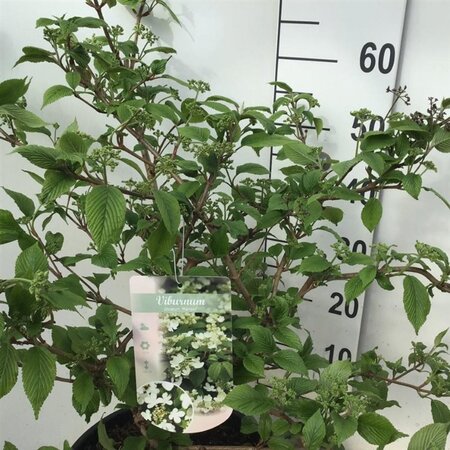 Viburnum plic. 'Mariesii' 60-80 cm cont. 12L - image 2