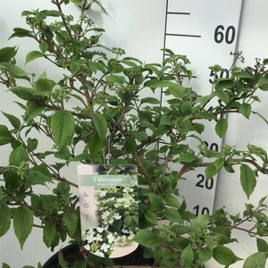 Viburnum plic. 'Mariesii' 60-80 cm cont. 12L - image 2