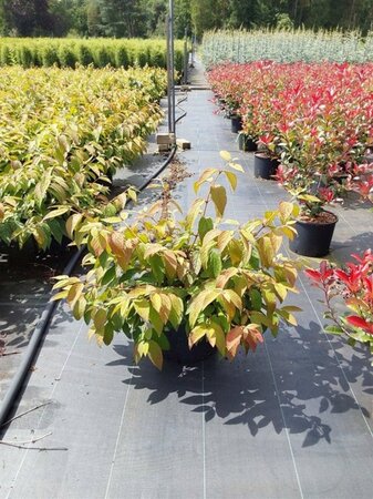 Viburnum plic. 'Mariesii' 60-80 cm cont. 12L - image 6